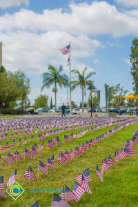 Mini American flags on the campus lawn