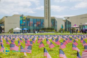 Mini American flags on the campus lawn