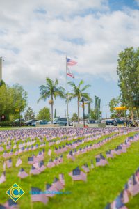 Mini American flags on the campus lawn