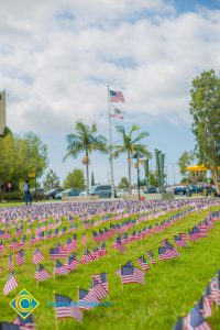 Mini American flags on the campus lawn