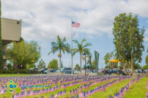 Mini American flags on the campus lawn