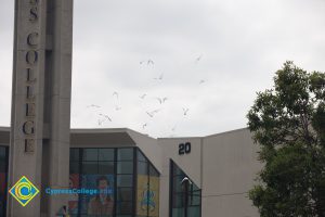 Birds flying next to campus campanile.