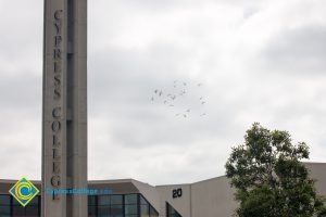 Birds flying next to campus campanile.