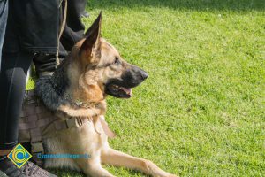 A German Shepherd sitting on the grass.