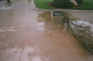 Reflection of trees in a puddle of water.