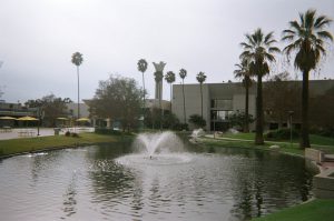 View of the pond