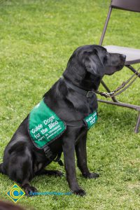 Support dogs sit at a stress-relieving event.