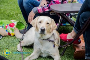 Students pet support dogs at a stress-relieving event.