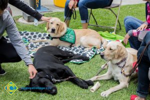 Students pet support dogs at a stress-relieving event.