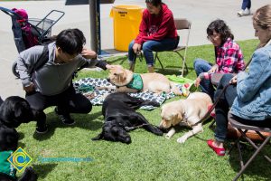 Students pet support dogs at a stress-relieving event.