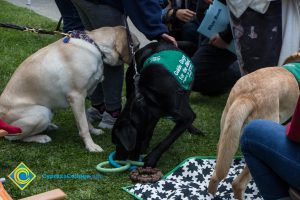 Support dogs sit at an outdoor stress-relieving event.
