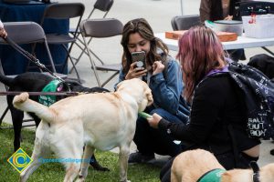 Support dogs play at an outdoor stress-relieving event.