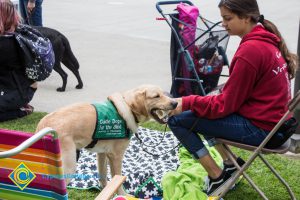 Support dogs sit at an outdoor stress-relieving event.