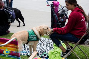 Support dogs sit at an outdoor stress-relieving event.