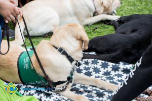 Support dogs sit at a stress-relieving event.