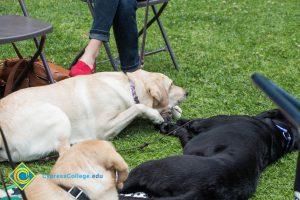 Support dogs sit at a stress-relieving event.
