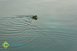 Duckling swimming in the pond