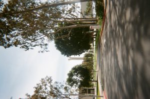 Circle drive with eucalyptus trees. Photo taken for Disposable Camera Project.