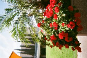 Red flowers bloom in front of a palm tree. Photo taken for Disposable Camera Project.