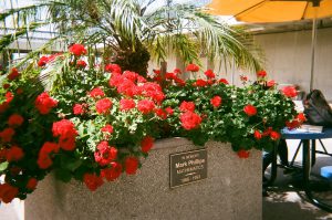 Flowers bloom on campus. Photo taken for Disposable Camera Project.