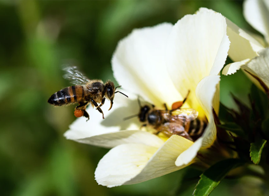 A bee hovering over a flower