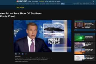 Photography Student’s Image of Rare Whales Appears Across the Globe, Including NBC Nightly News